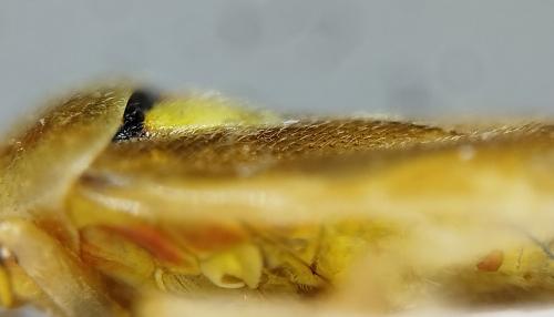 Réf. 352 698 : Orthops campestris